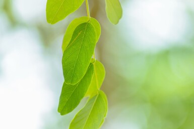 Robinia x margaretta 'Pink Cascade'