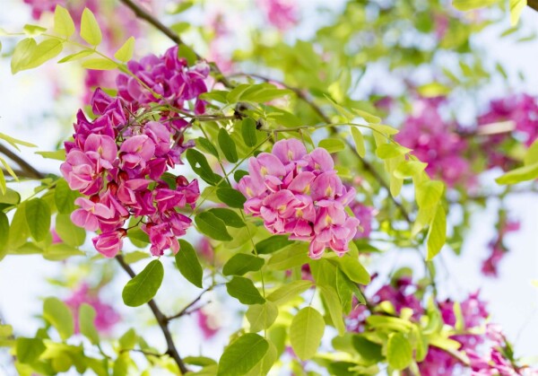 Robinia x margaretta 'Pink Cascade'