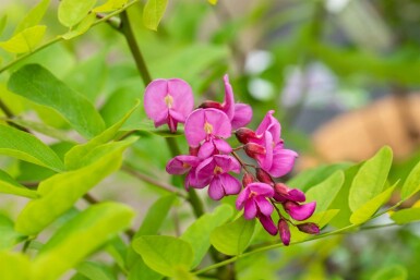 Robinia x margaretta 'Pink Cascade' hochstamm 14/16