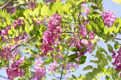 Robinia x margaretta 'Pink Cascade' hochstamm 14/16