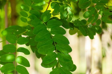 Robinia pseudoacacia