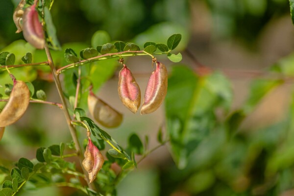 Robinia pseudoacacia