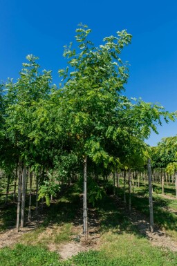 Robinia pseudoacacia hochstamm 14/16