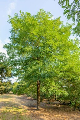 Robinia pseudoacacia hochstamm