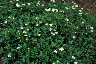 Potentilla tridentata 'Nuuk'