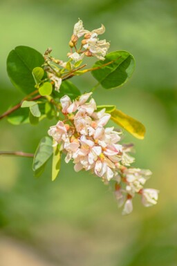 Robinia pseudoacacia mehrstämmig