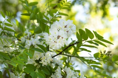 Robinia pseudoacacia mehrstämmig 250-300