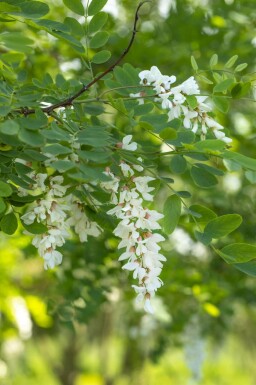 Robinia pseudoacacia mehrstämmig 250-300