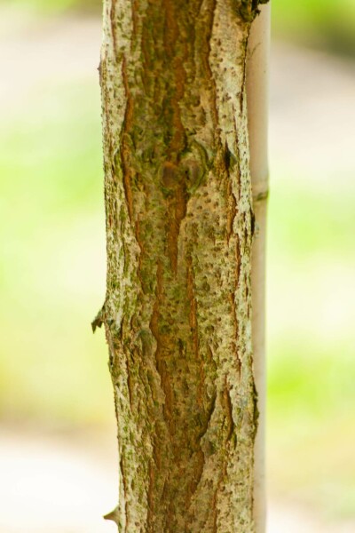 Robinia pseudoacacia 'Bessoniana'