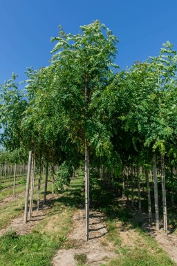 Robinia pseudoacacia 'Bessoniana' hochstamm 10/12