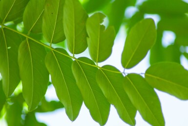 Robinia pseudoacacia 'Bessoniana' hochstamm 10/12