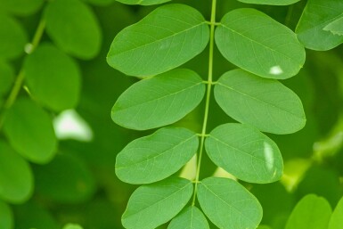 Robinia pseudoacacia 'Bessoniana' hochstamm 10/12