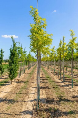 Robinia pseudoacacia 'Frisia' hochstamm