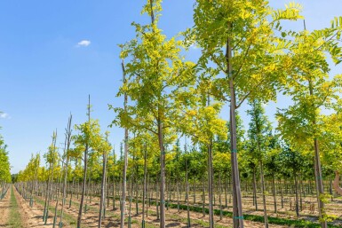 Robinia pseudoacacia 'Frisia' hochstamm