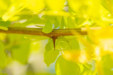 Robinia pseudoacacia 'Frisia' hochstamm 10/12