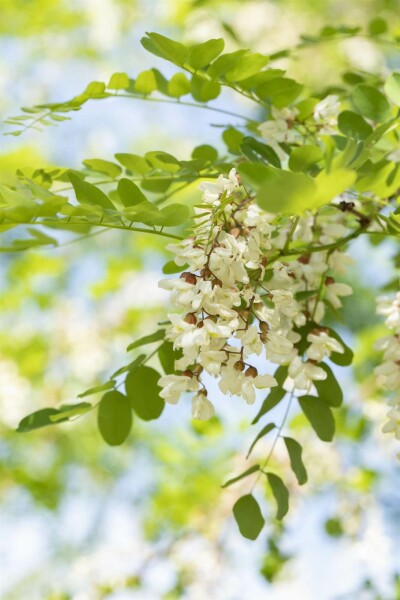 Robinia pseudoacacia 'Nyirségi'