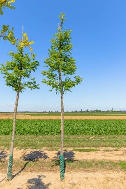 Robinia pseudoacacia 'Nyirségi' hochstamm