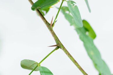 Robinia pseudoacacia 'Nyirségi' hochstamm 10/12