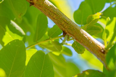 Robinia pseudoacacia 'Nyirségi' hochstamm 10/12