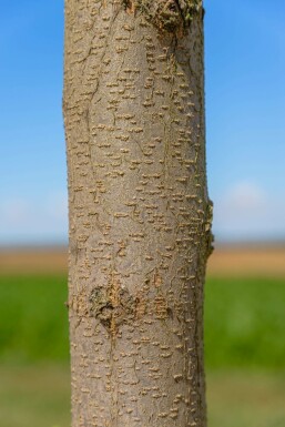 Robinia pseudoacacia 'Nyirségi' hochstamm 10/12