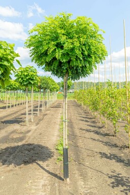 Robinia pseudoacacia 'Umbraculifera'