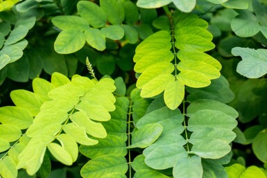 Robinia pseudoacacia 'Umbraculifera'