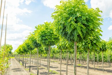 Robinia pseudoacacia 'Umbraculifera' hochstamm 8/10 200cm Stamm