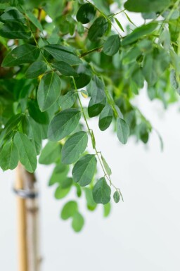 Robinia pseudoacacia 'Umbraculifera' hochstamm 8/10 200cm Stamm