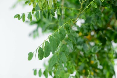 Robinia pseudoacacia 'Umbraculifera' hochstamm 8/10 200cm Stamm