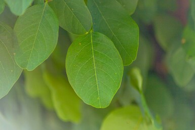 Robinia pseudoacacia 'Umbraculifera' hochstamm 8/10 200cm Stamm