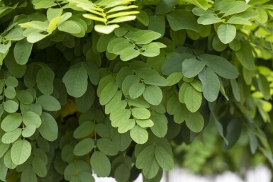 Robinia pseudoacacia 'Umbraculifera' hochstamm 8/10 200cm Stamm