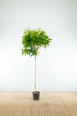 Robinia pseudoacacia 'Umbraculifera' halbstamm 6/8 120cm Stamm