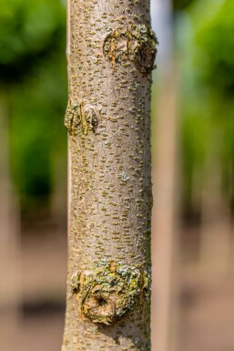 Robinia pseudoacacia 'Umbraculifera' halbstamm 6/8 120cm Stamm