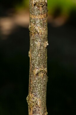 Robinia pseudoacacia 'Umbraculifera' halbstamm 6/8 120cm Stamm