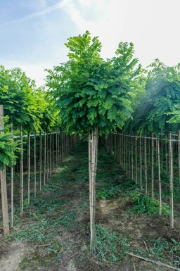 Robinia pseudoacacia 'Umbraculifera' halbstamm 6/8 120cm Stamm