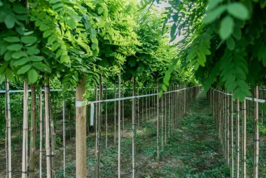 Robinia pseudoacacia 'Umbraculifera' halbstamm 6/8 120cm Stamm