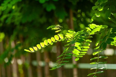 Robinia pseudoacacia 'Umbraculifera' halbstamm 6/8 120cm Stamm