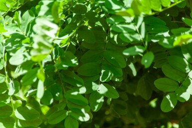 Robinia pseudoacacia 'Umbraculifera' halbstamm 6/8 120cm Stamm