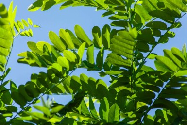 Robinia pseudoacacia 'Umbraculifera' halbstamm 6/8 120cm Stamm