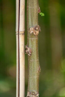 Robinia pseudoacacia 'Umbraculifera' halbstamm 6/8 120cm Stamm