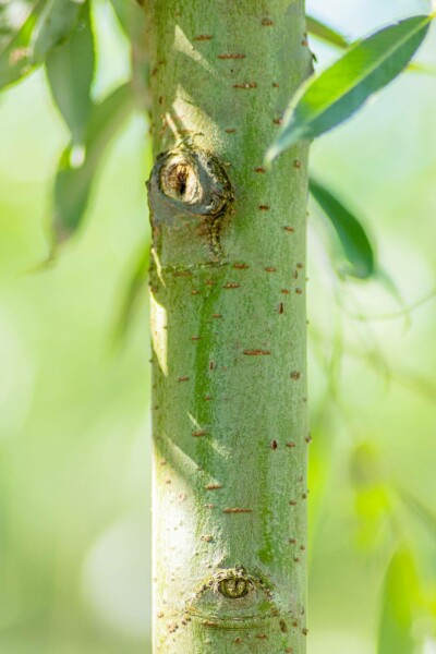 Salix alba