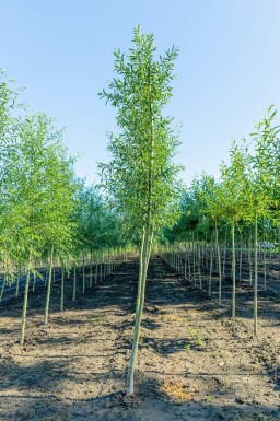 Salix alba hochstamm