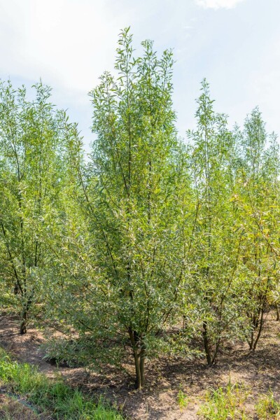 Salix alba mehrstämmig 200-250