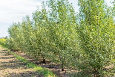 Salix alba mehrstämmig