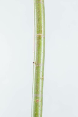 Salix alba mehrstämmig 200-250