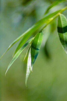 Salix alba mehrstämmig 200-250