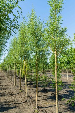 Salix alba 'Chermesina'