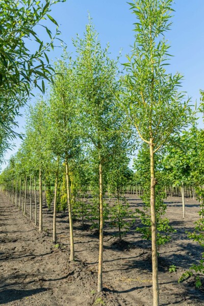 Salix alba 'Chermesina' hochstamm 10/12