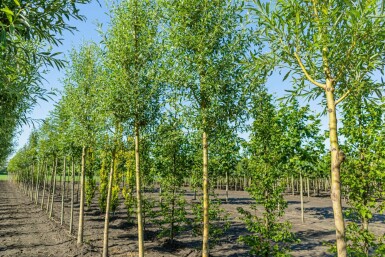 Salix alba 'Chermesina' hochstamm