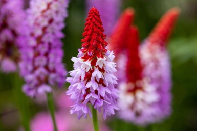 Primula vialii